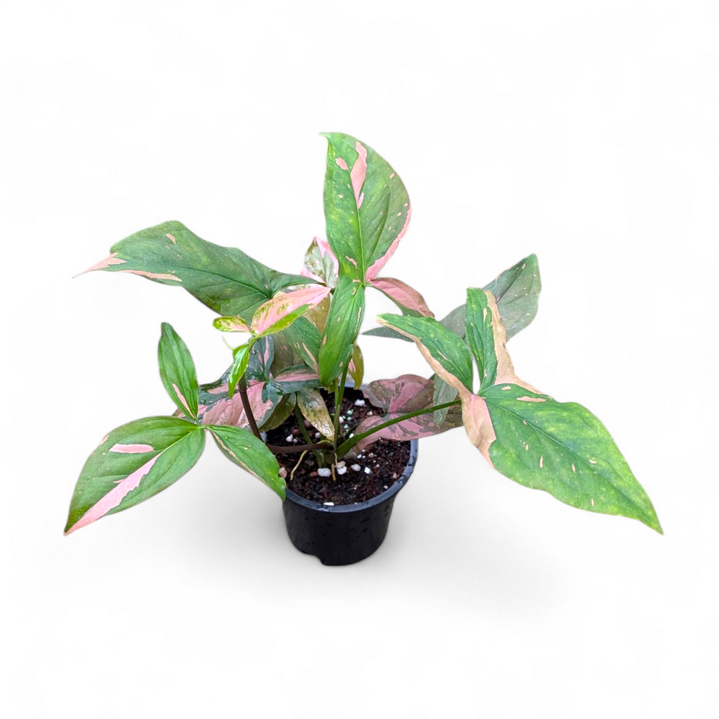 Syngonium Combo Pack (Pixie Mini, Three Kings, Starlite & Pink Splash)