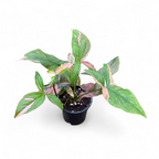Syngonium Combo Pack (Pixie Mini, Three Kings, Starlite & Pink Splash)
