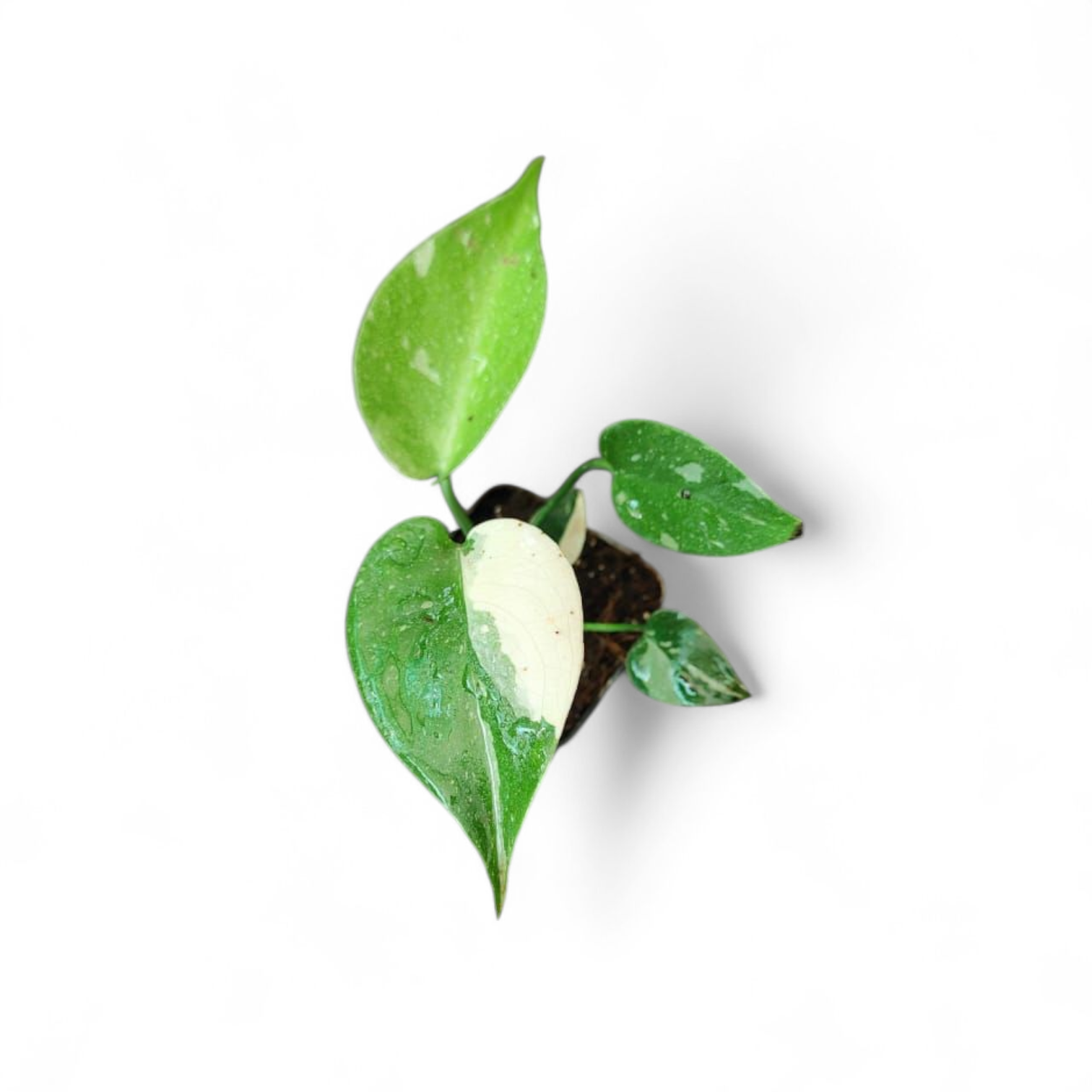 Monstera Thai Constellation