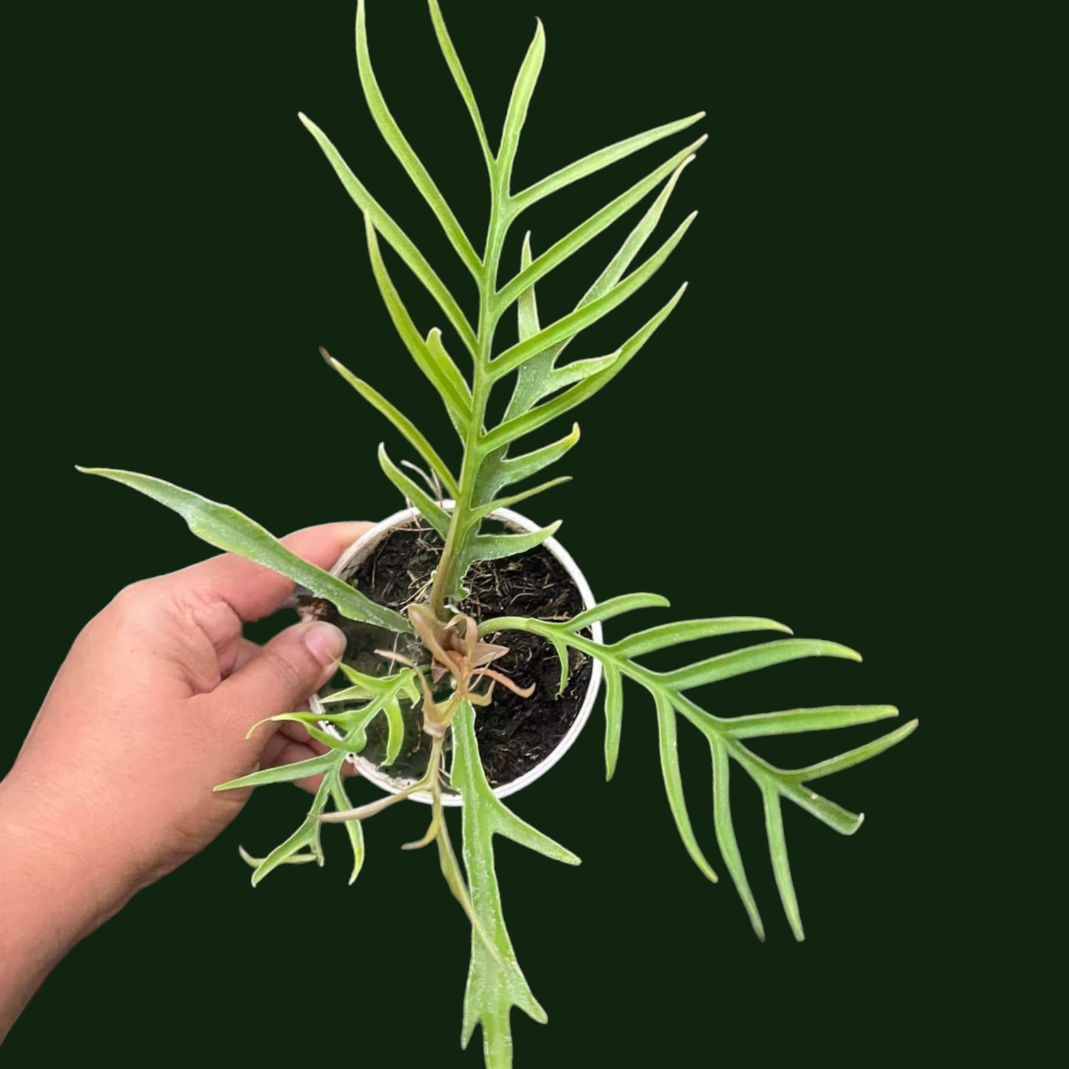 Philodendron Tortum - Philodendron - Soiled