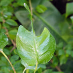 Epipremnum Pinnatum 'Skeleton Key'