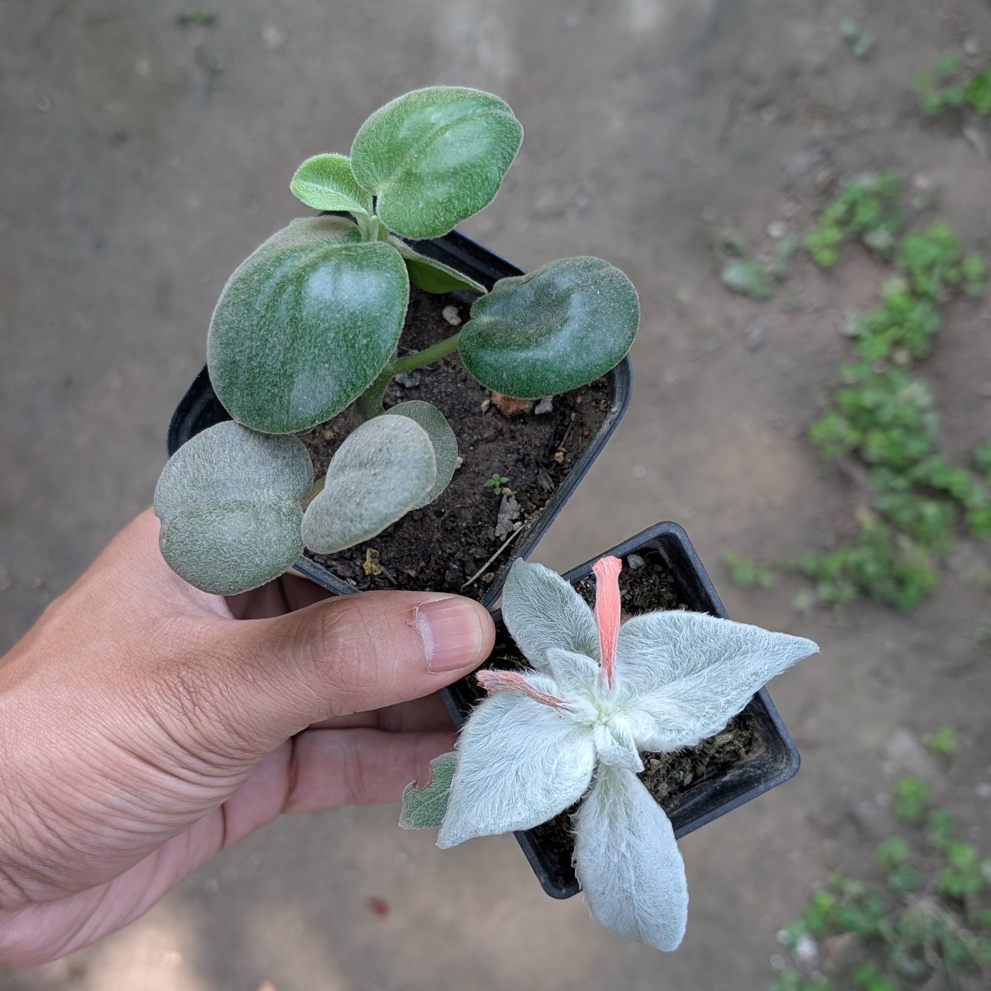 Combo - Sinningia + Peperomia Incana -  - Soiled