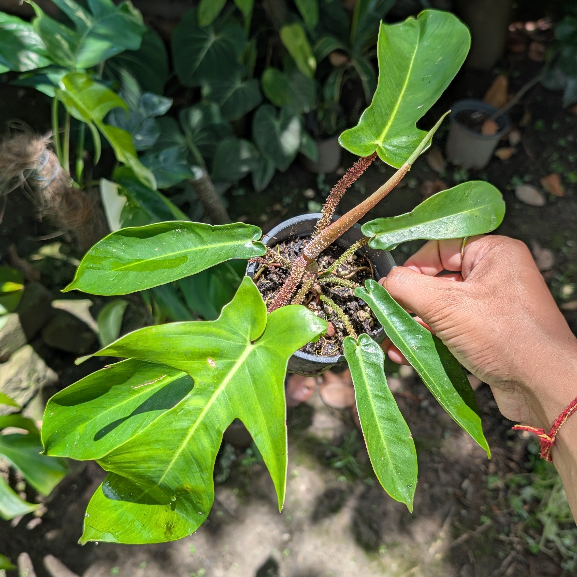 Philodendron Squamiferum