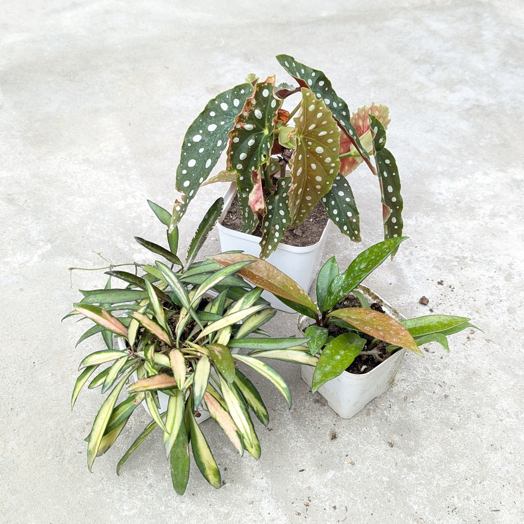 Combo - Begonia Maculata + Hoya Kentiana Variegated + Hoya Carnosa -  - Soiled