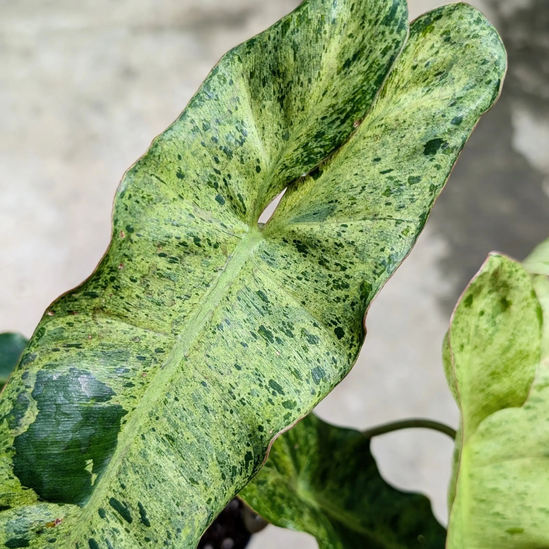 speckled philodendron Philodendron Paraiso Verde – Rare Speckled Variegated Aroid