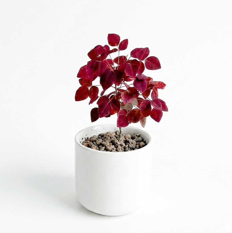 Oxalis Hedysaroides Rubra (Fire Fern)