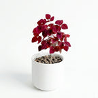 Oxalis Hedysaroides Rubra (Fire Fern)