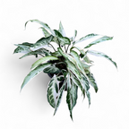 Syngonium Combo Pack (Pixie Mini, Three Kings, Starlite & Pink Splash)