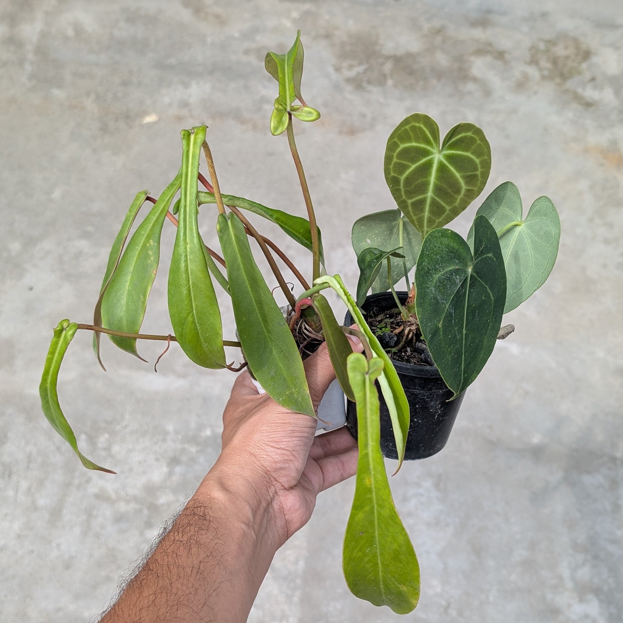 Combo - Anthurium Clarinervium + Philodendron Joepii (Double Shooted) -  - Soiled