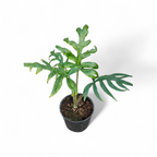 Alocasia Brancifolia - Alocasia - Soiled