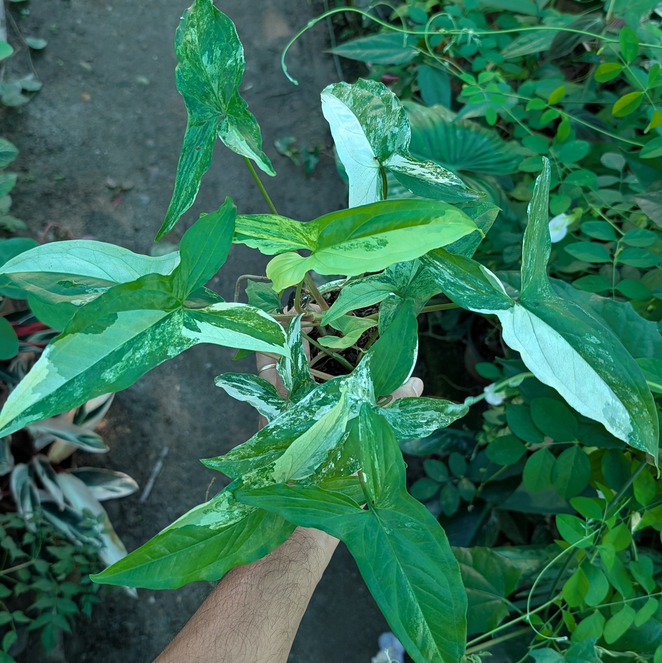 Syngonium Albo Variegata