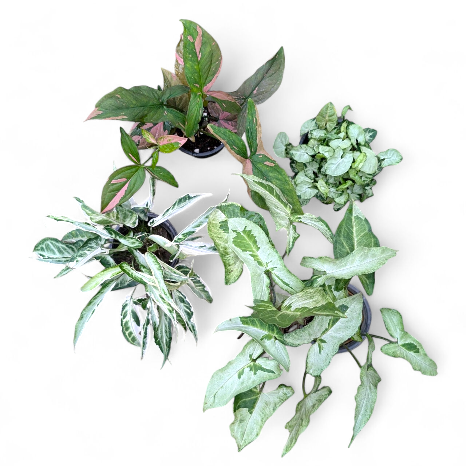 Syngonium Combo Pack (Pixie Mini, Three Kings, Starlite & Pink Splash)
