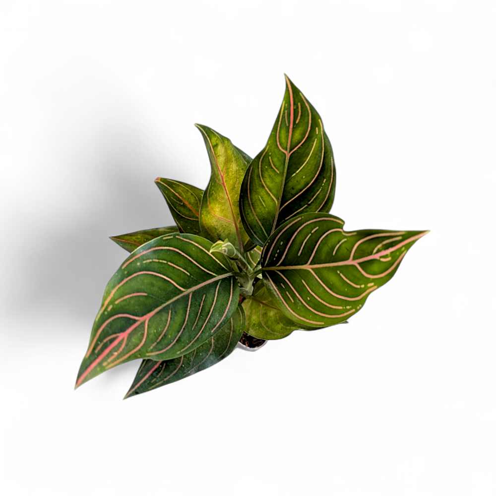 Aglaonema Rotundum - Aglaonema - Soiled