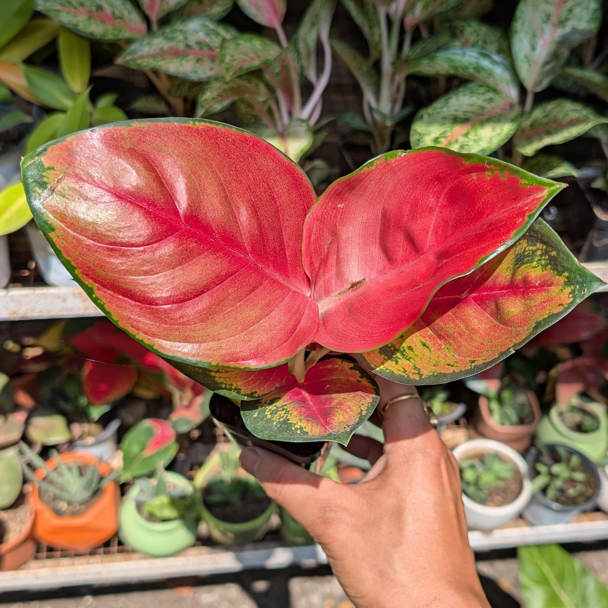 Aglaonema 'Suksom Jaipong' – Soiled
