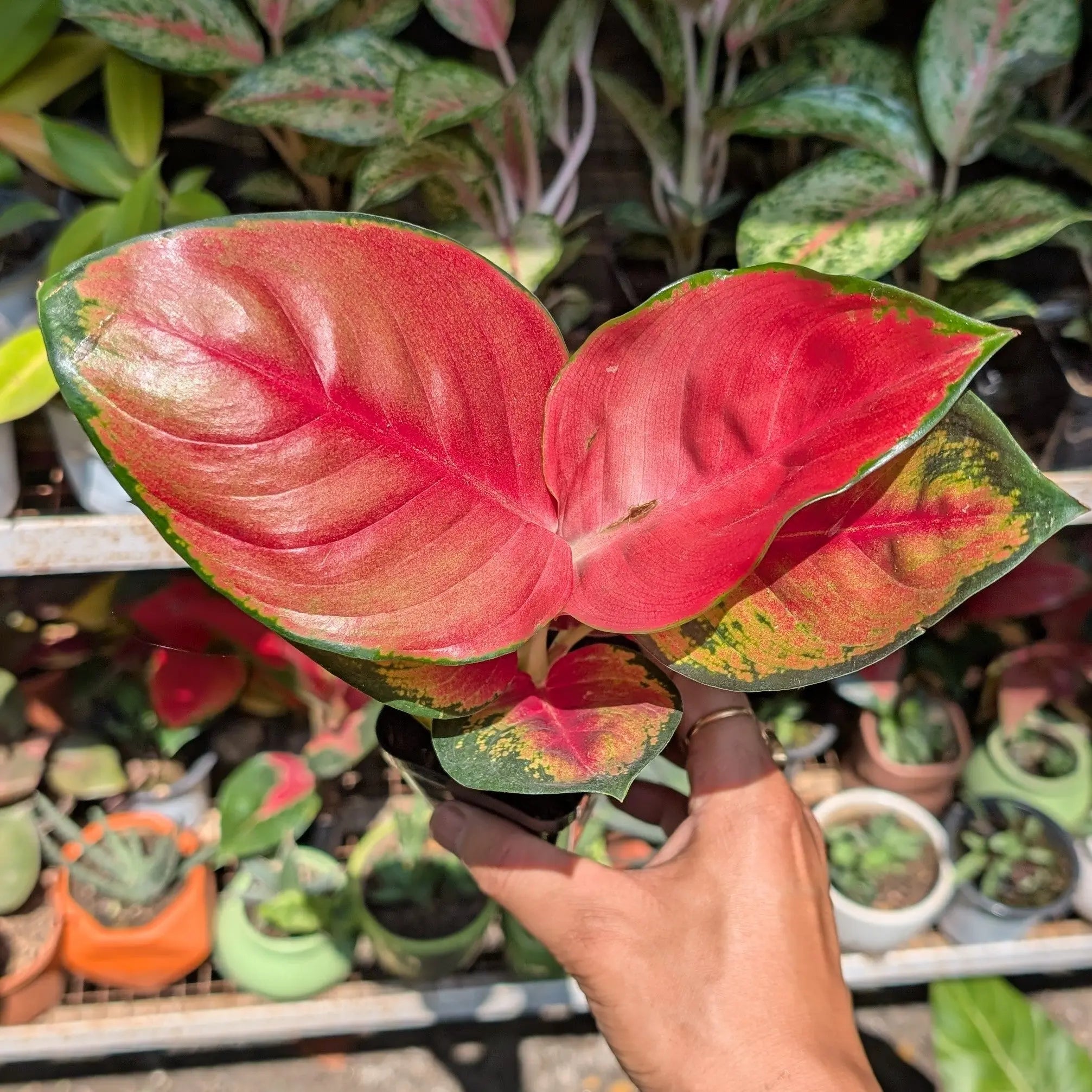 aglaonema suksom red Aglaonema 'Suksom Jaipong' – Soiled
