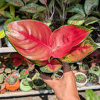 Aglaonema 'Suksom Jaipong'