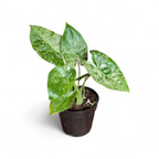 Alocasia Odora Batik Variegata