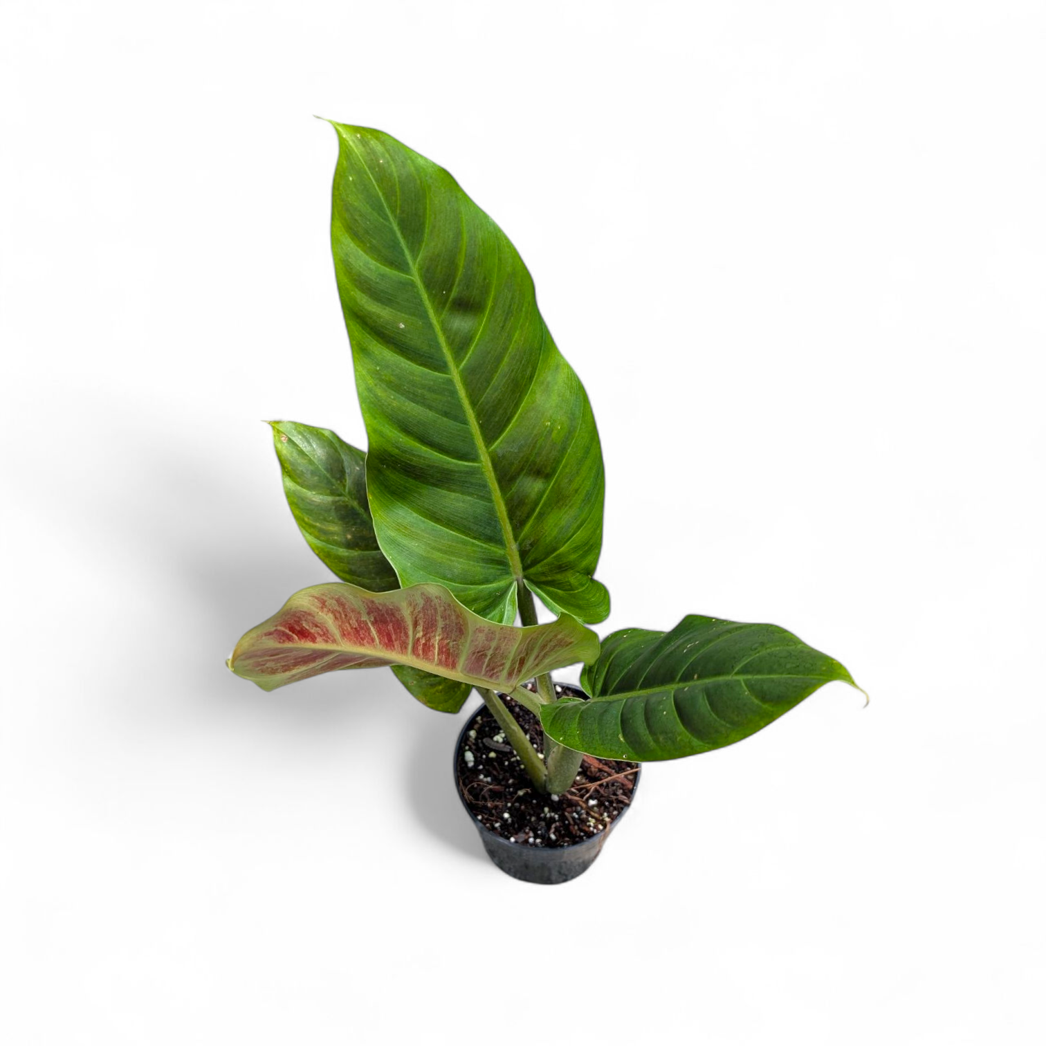 Philodendron Subhastatum