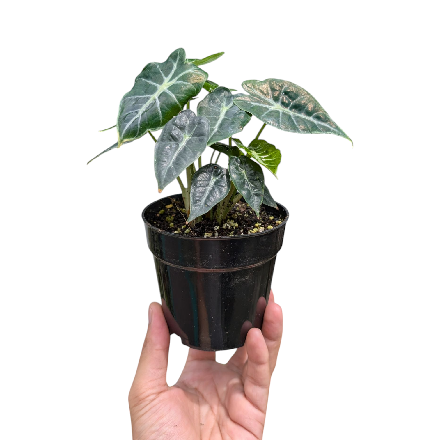 Alocasia Parasol