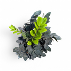 ZZ Raven (Zamioculcas zamiifolia 'Raven') - ZZ - Soiled