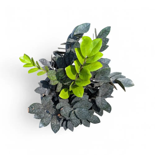 ZZ Raven (Zamioculcas zamiifolia 'Raven') - ZZ - Soiled