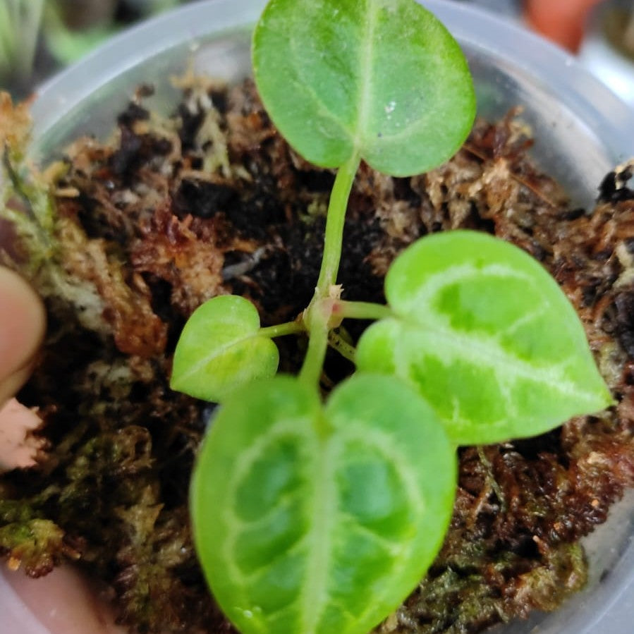 Anthurium Dorayaki 'Silver Blush'