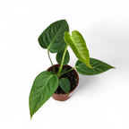 Anthurium Veitchii 'King'