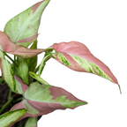 Syngonium Pink Salmon