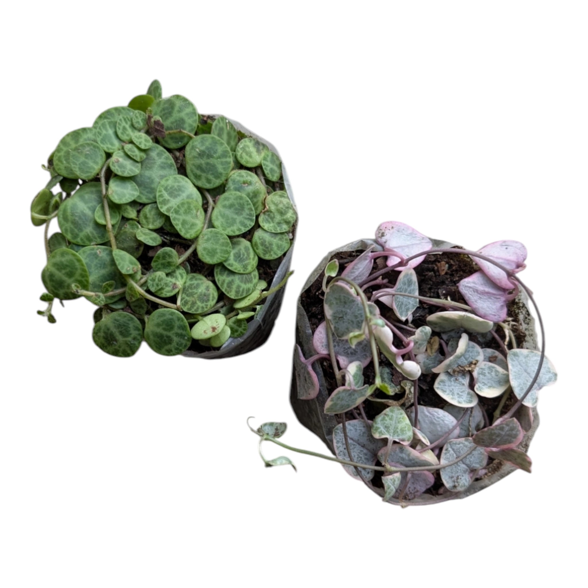 Trailing Duo: Turtles & Hearts