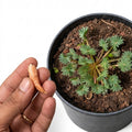 Oxalis Palmifrons (Palm Leaf Oxalis) - Corm