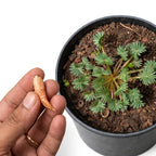 Oxalis Palmifrons (Palm Leaf Oxalis) - Corm