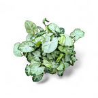 Syngonium Combo Pack (Pixie Mini, Three Kings, Starlite & Pink Splash)