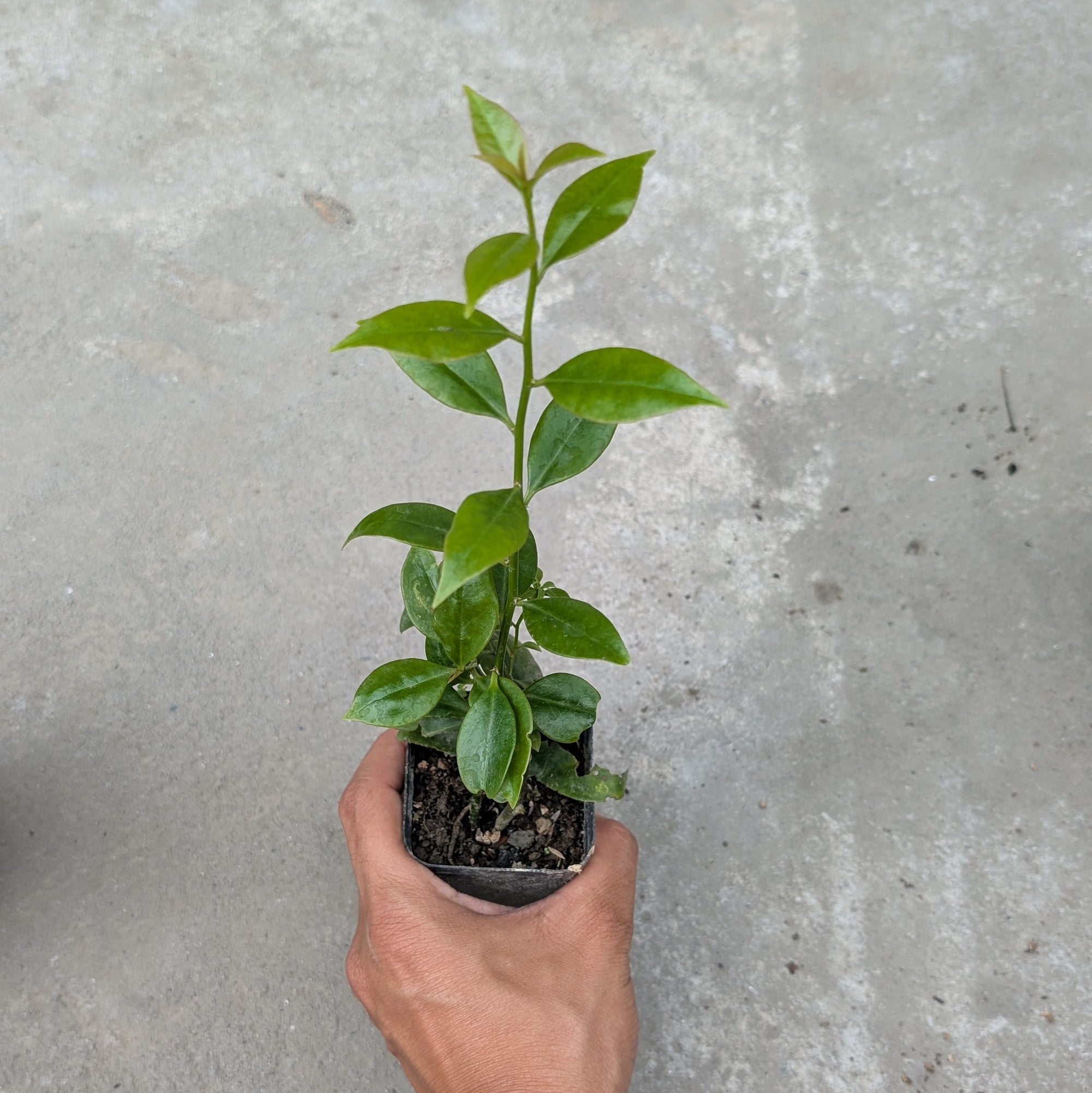 Combo - Chinese Star Jasmine + White Brahma Kamal + Lemon Vine -  - Soiled