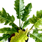 Philodendron Ring of Fire (Bushy Pot) - Philodendron - Soiled