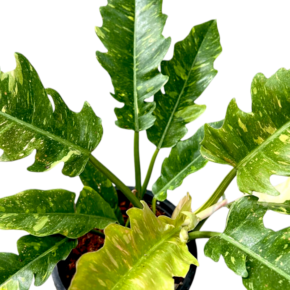 Philodendron Ring of Fire (Bushy Pot) - Philodendron - Soiled