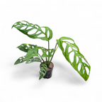 Monstera Epipremnoides (Esqueleto)
