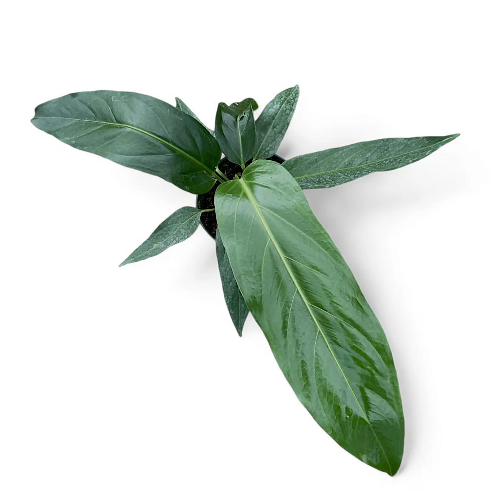 anthurium big bill Anthurium Big Bill