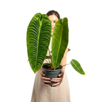 Anthurium Veitchii 'King'