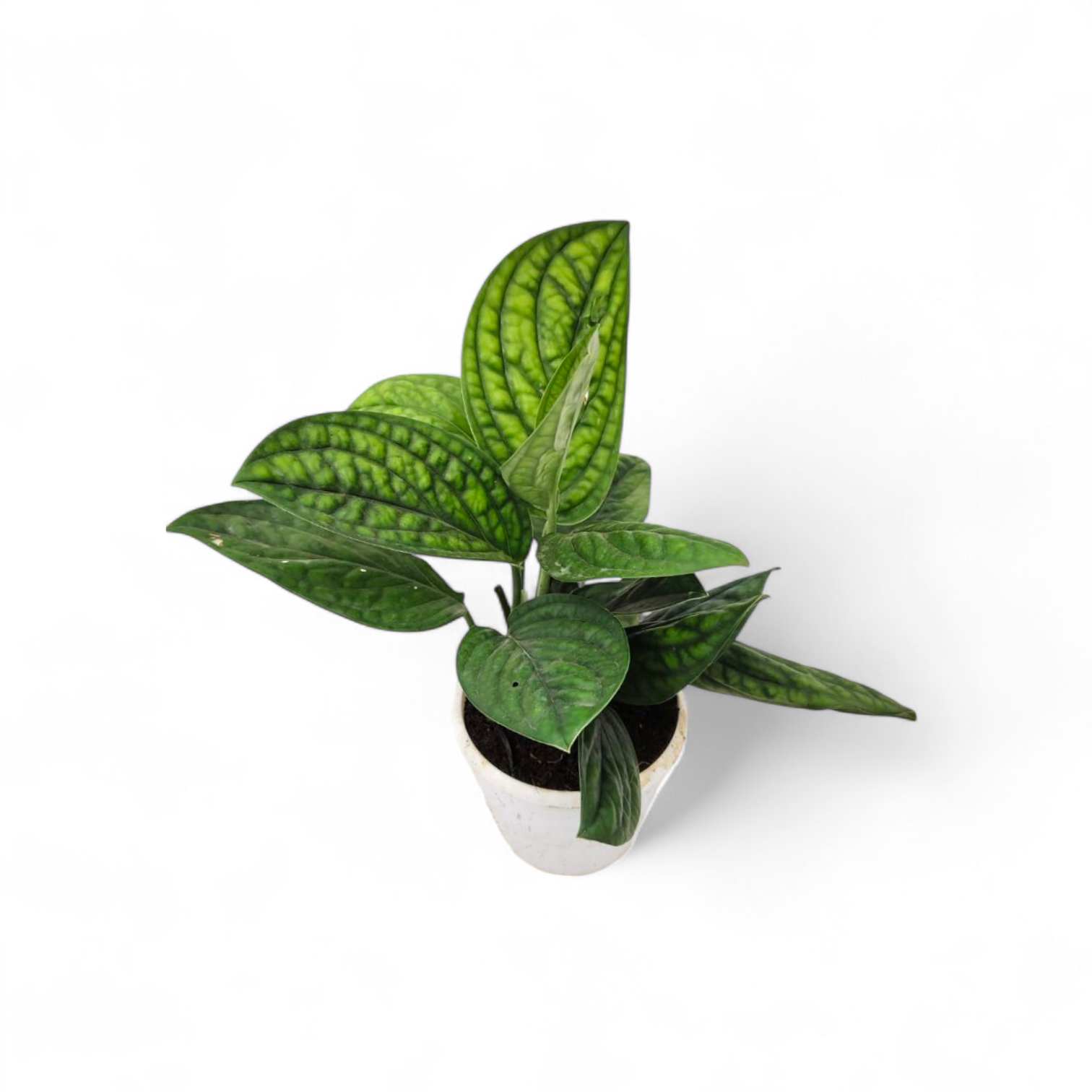 Monstera sp 'Peru'