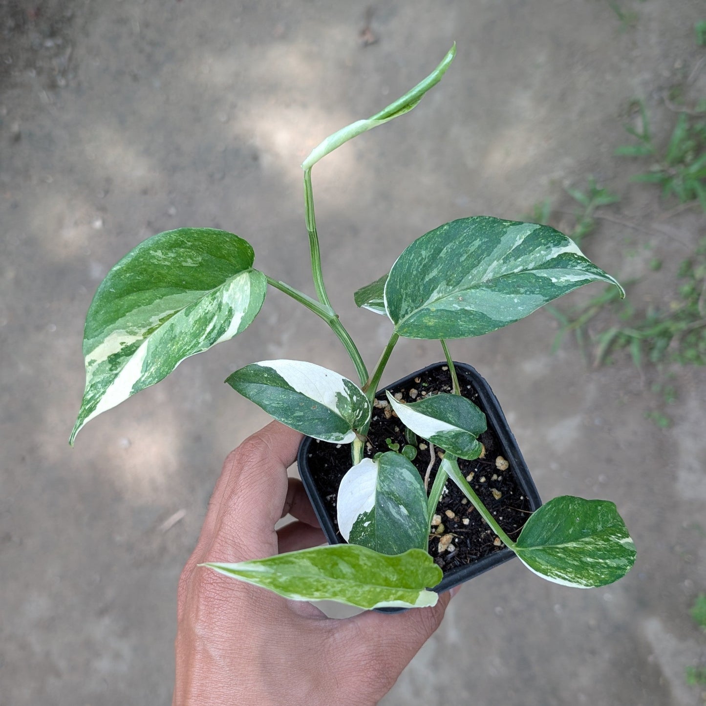 Epipremnum Pinnatum Albo