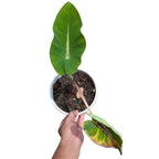 Colocasia 'Papua Manise'