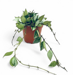 Hoya Krohniana 'Eskimo' - Hoya - Soiled