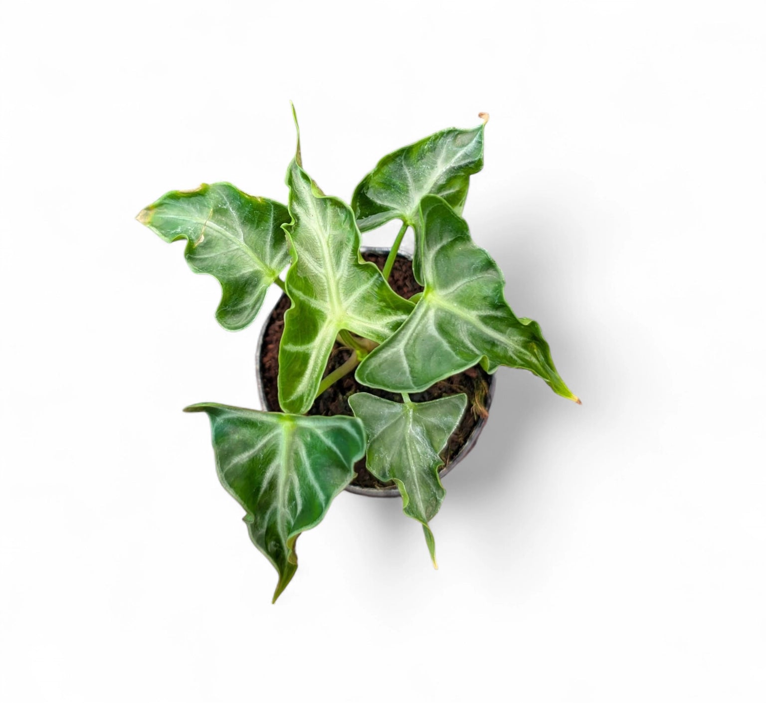 Alocasia 'Loco'