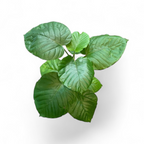Ficus Umbellata
