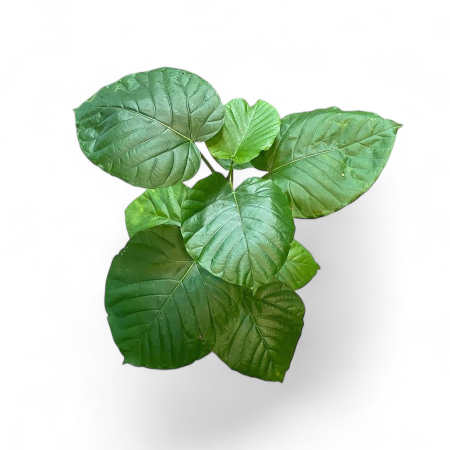 Ficus Umbellata