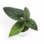 Anthurium Luxurian Hybrid