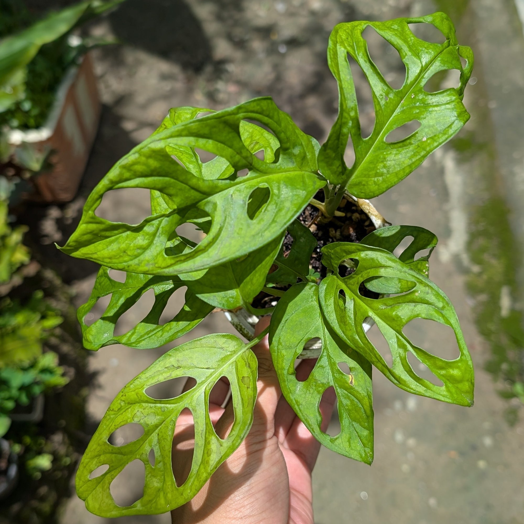 Monstera Adansonii