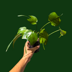 Epipremnum Pinnatum 'Skeleton Key'