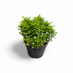 Dwarf Kamini Bonsai Plant (Murraya Paniculata)