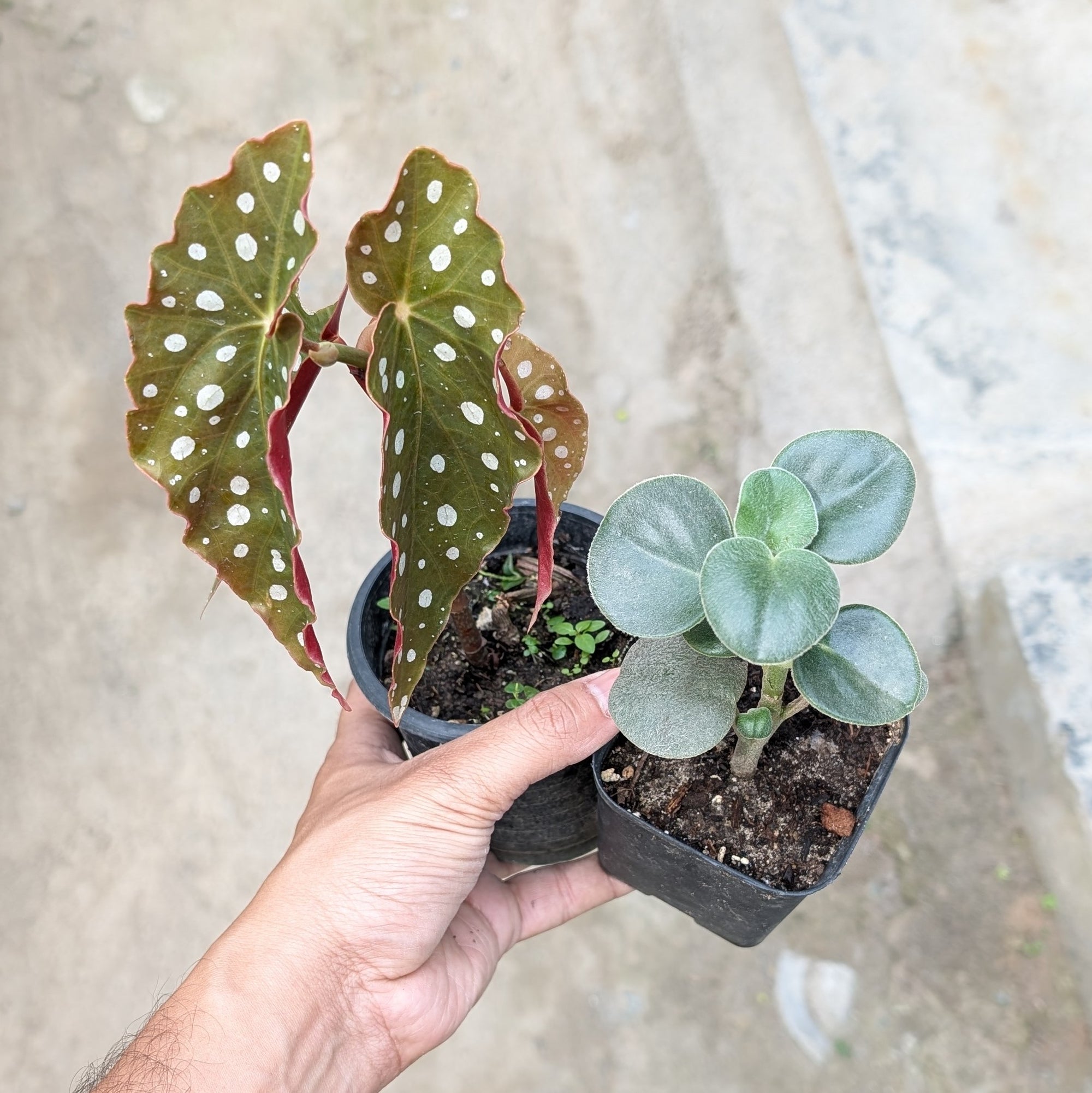 Combo - Begonia Maculata + Peperomia Incana -  - Soiled
